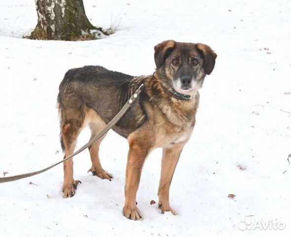 Красавица Дина из приюта