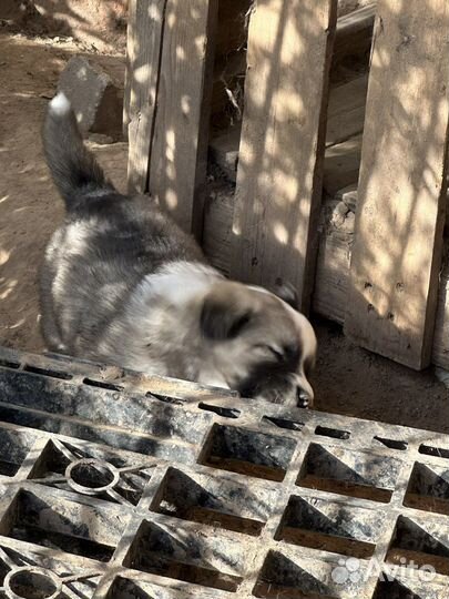 Щенки азиатской овчарки