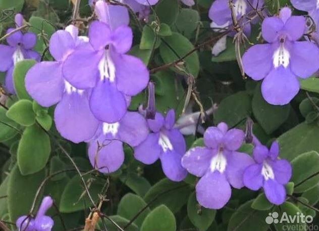 Стрептокарпелла голубая