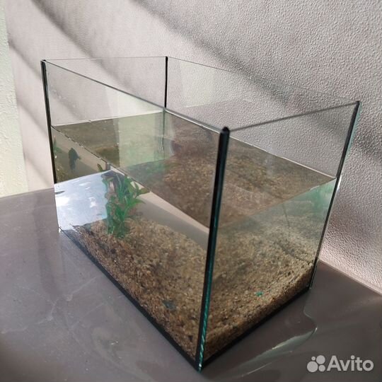 Рыбка Сиамский петушок с аквариумом