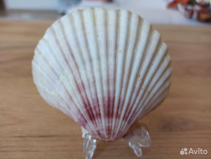 Морская раковина