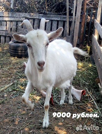 Козы и козлята