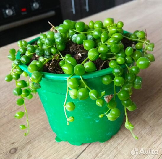 Крестовник Роули