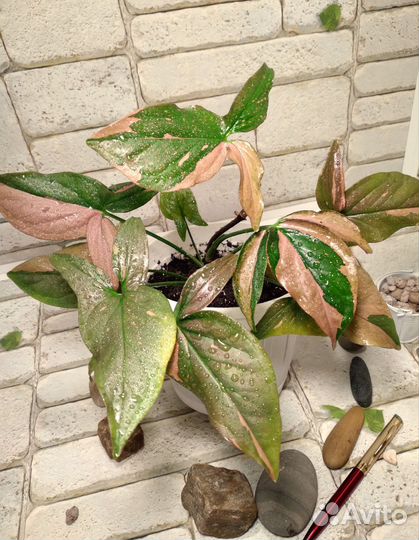 Взрослые сортовые сингониумы. Большие