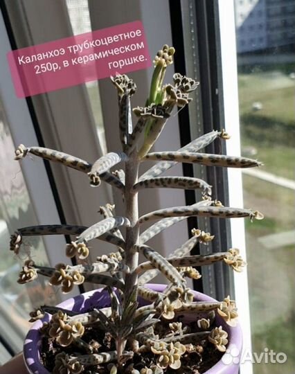 Суккуленты