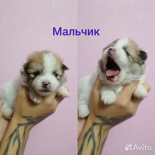 Шпиц щенки