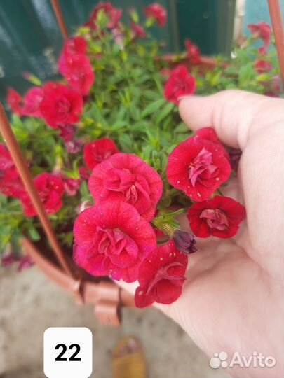 Рассада вегетативной петунии