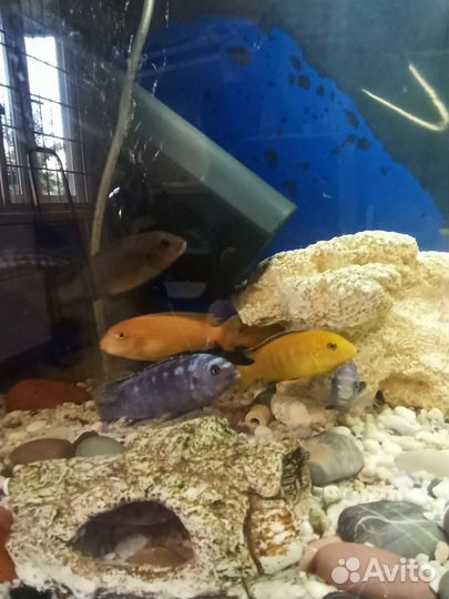 Аквариумные рыбки и креветки