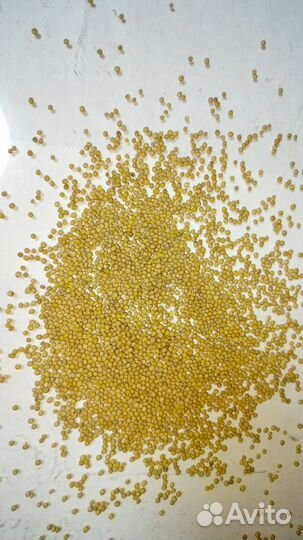 Семена горчицы белая