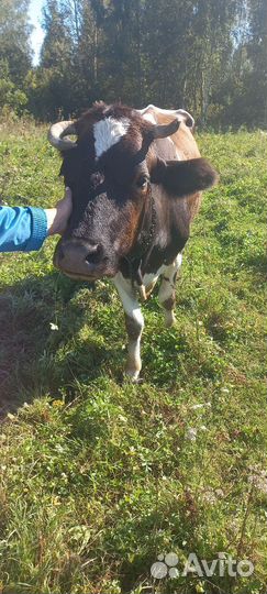 Корова дойная