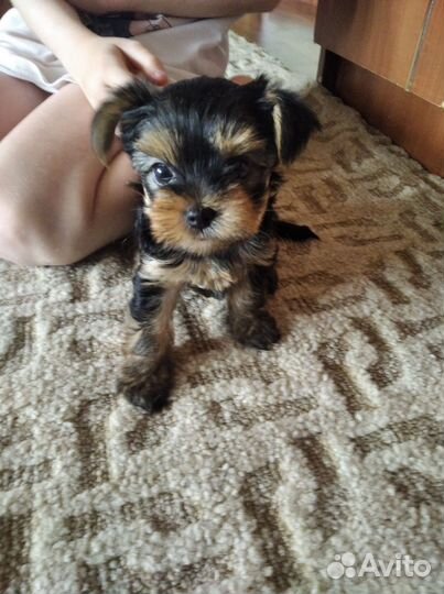 Йоркширский терьер щенки