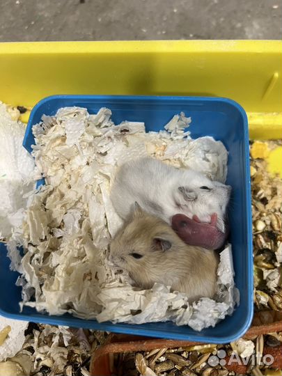 Джунгарский хомяк