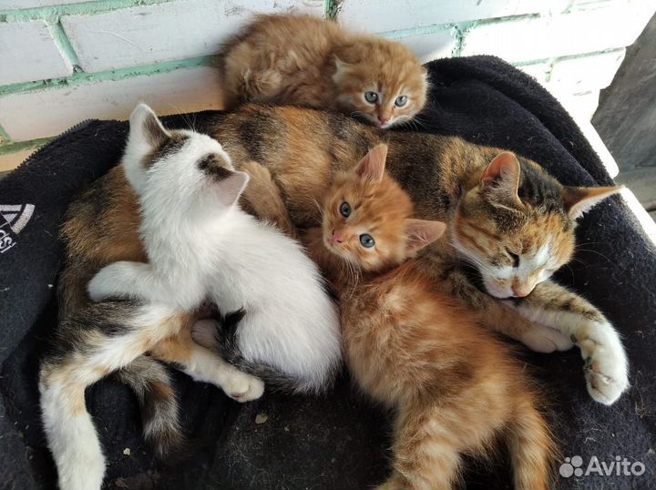 Кошка в дар