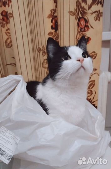 Кот в добрые руки