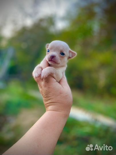 Мальчики и девочки чихуа