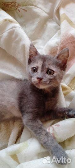 Кошки бесплатно