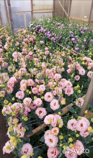 Рассада эустомы оптом