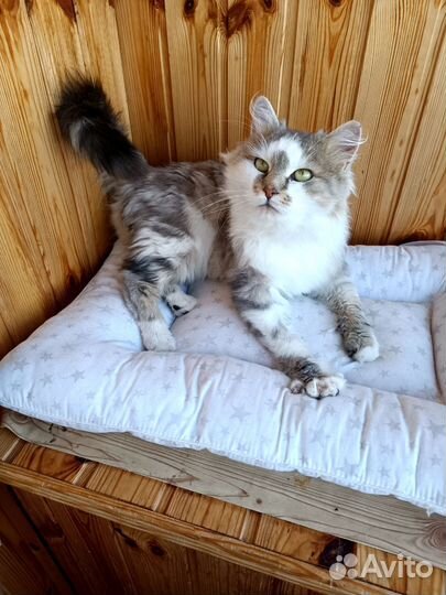 Шикарный шерхан