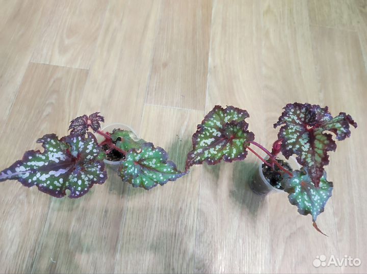 Декоротивно лиственная бегония