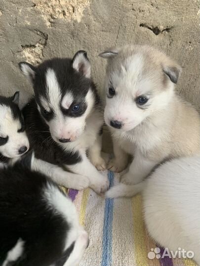Щенки хаски