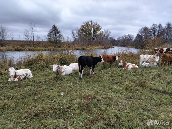 Телки симменталы