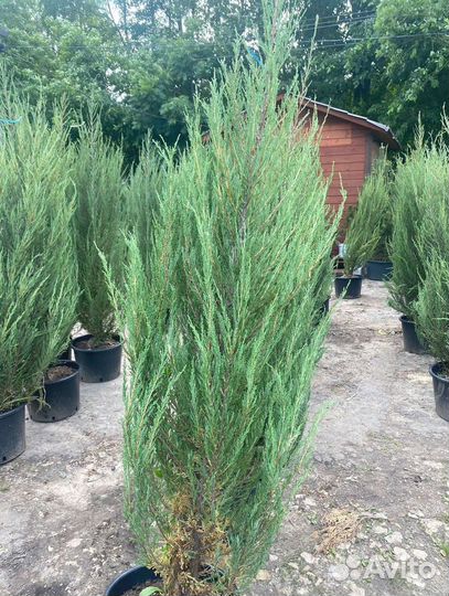 Можжевельник скальный Блю Эрроу ком