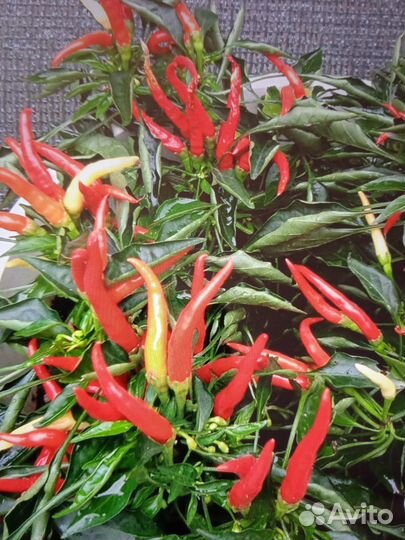 Семена острых горшочных перцев.10с-40р