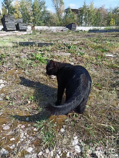 Черного котика выбросили на промзоне