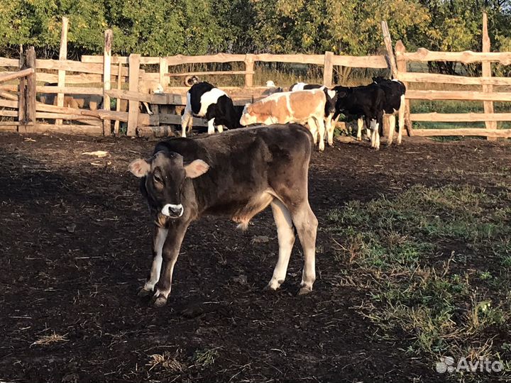 Бычки джерси