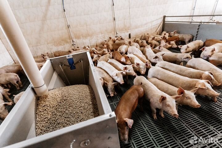 Рабочий на приёмку поросят (Белгородская обл.)