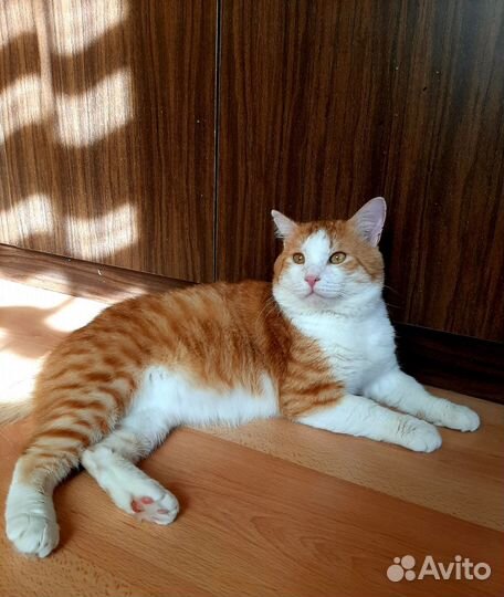 Молодой котик в добрые руки