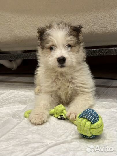 Щенок 2,5 мес