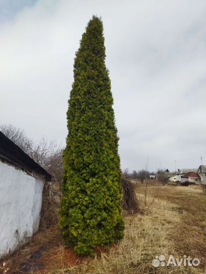 Туя 6 метров