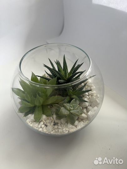 Флорариум с суккулентами