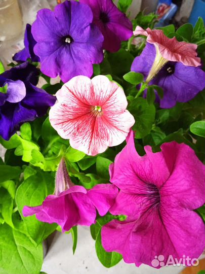 Рассада петунии