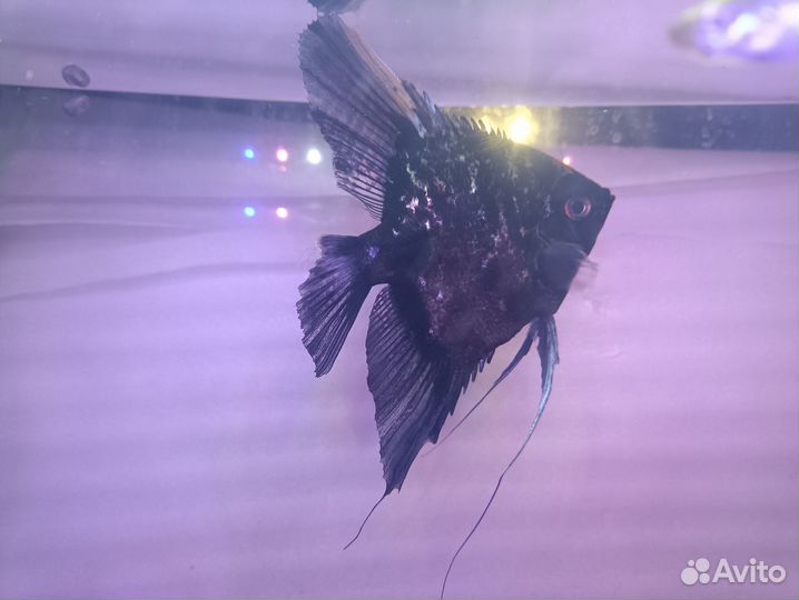 Скалярия и 2 кометы обмен