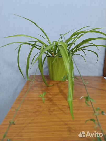 Хлорофитум