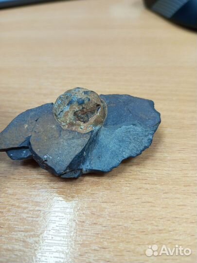 Орех окаминевший