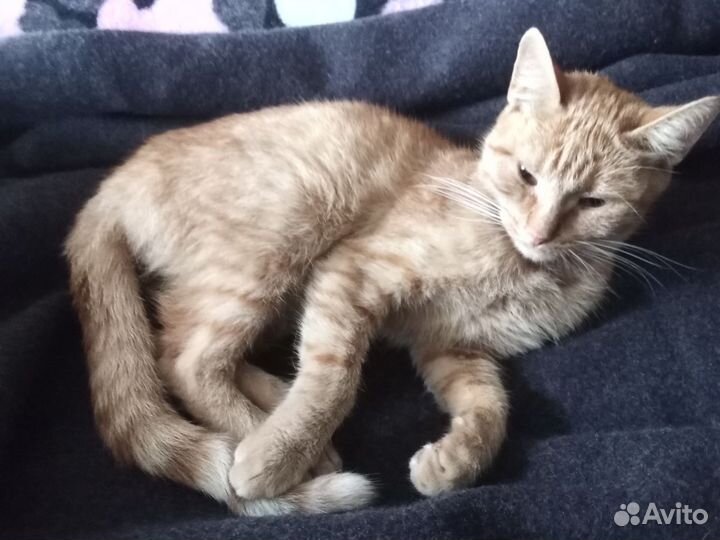 Рыжая кошка девочка в дар