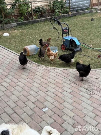 Куры несушки