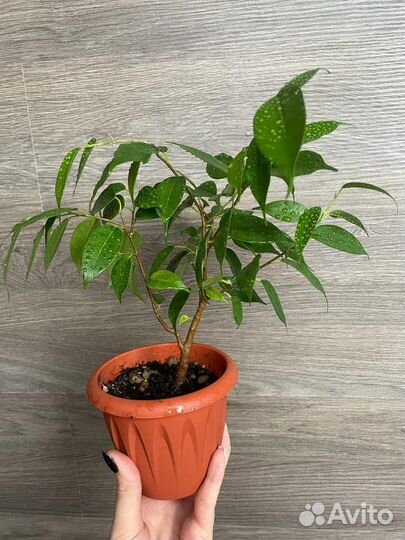 Фикус бенджамина