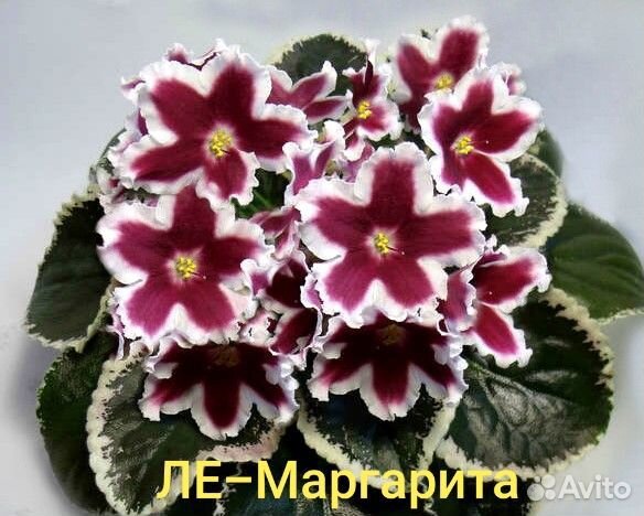 Детки сортовых фиалок