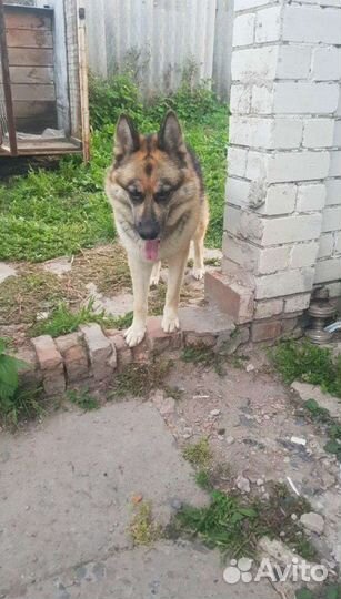 Собака в добрые руки бесплатно