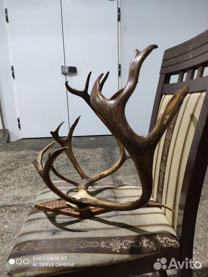 Продам рога оленя