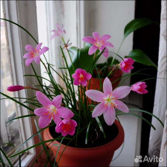 Комнатные цветы в ассортименте