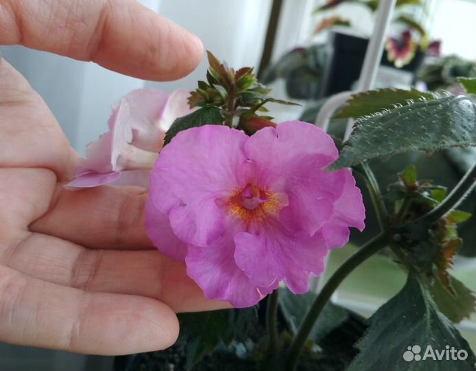 Продам ахименес