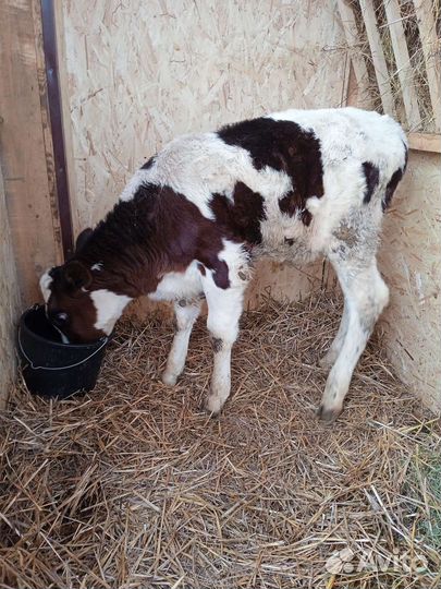 Продаю 2 тёлки