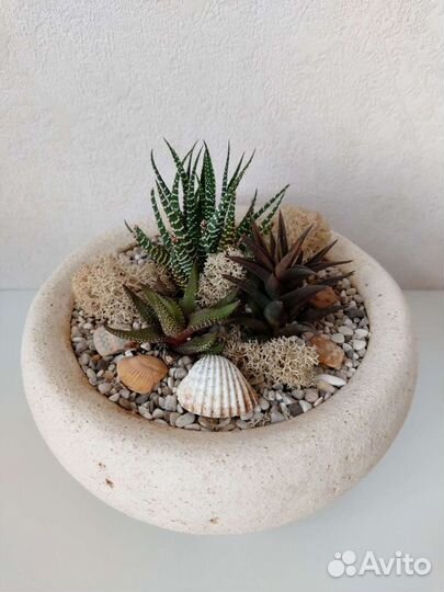 Микросадики и композиции из суккулентов