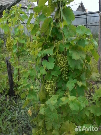 Саженцы винограда Изабелла, плодоносящие 40 кустов