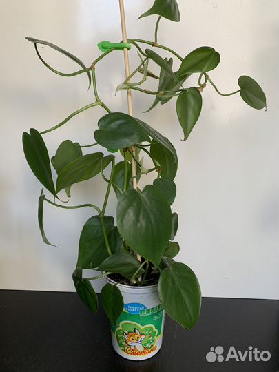 Фикус, филодендрон